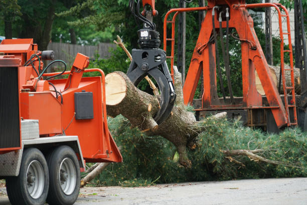 Best Arborist Services Near Me  in Cassville, MO